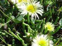 Mesembryanthemum tenuiflorum
